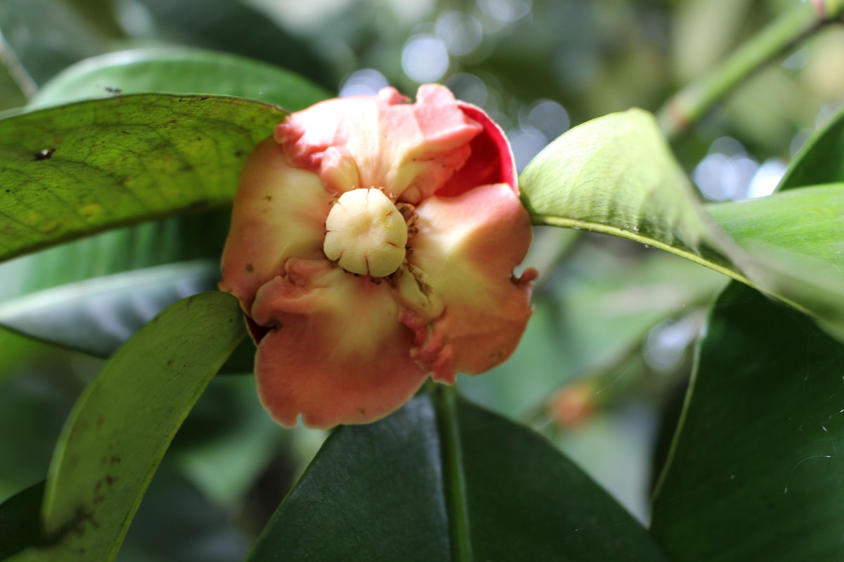 Garcinia mangostana L.